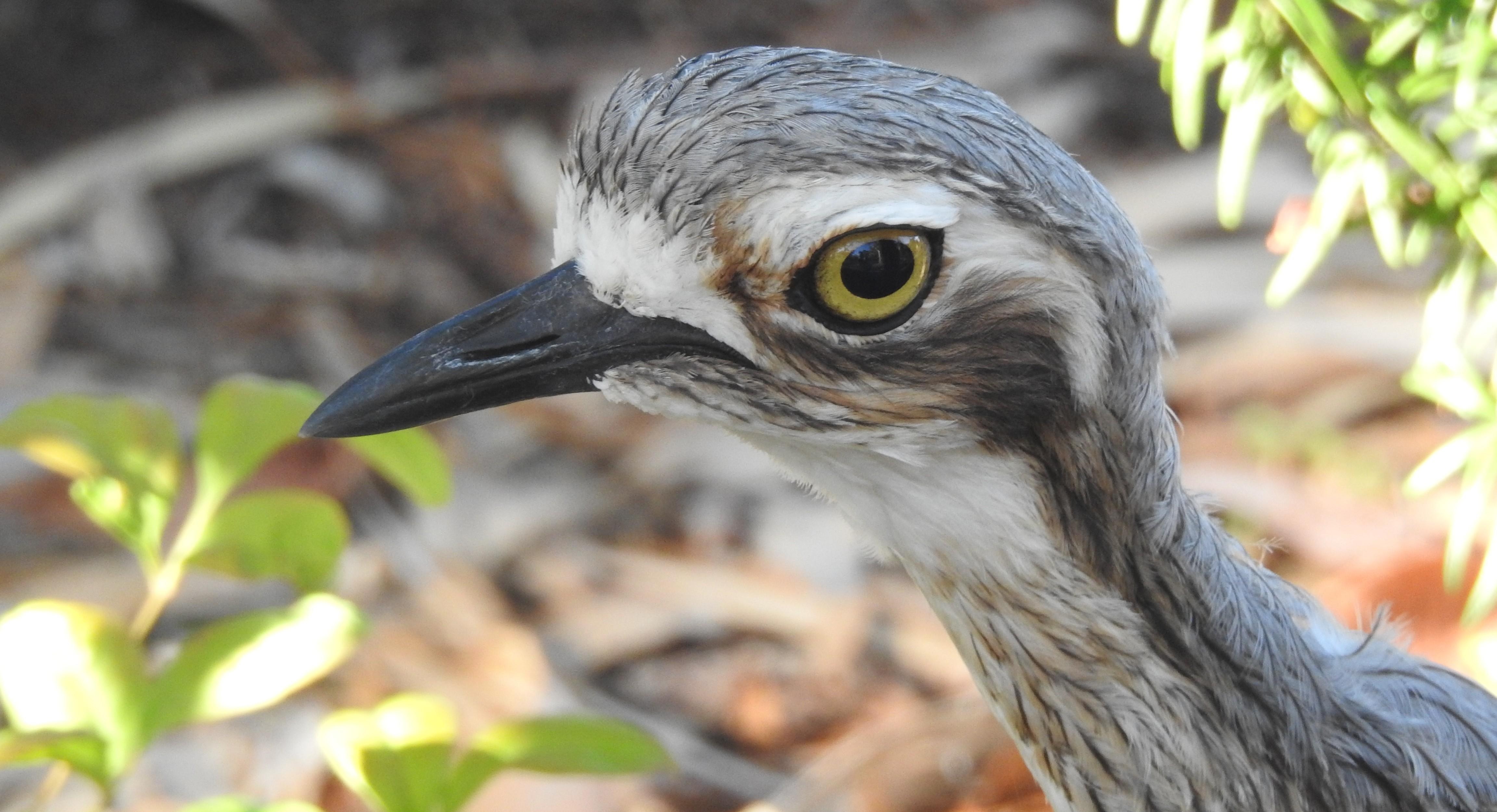 Bush Stone Curlews