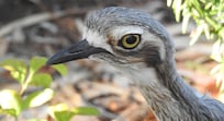 Bush Stone Curlews