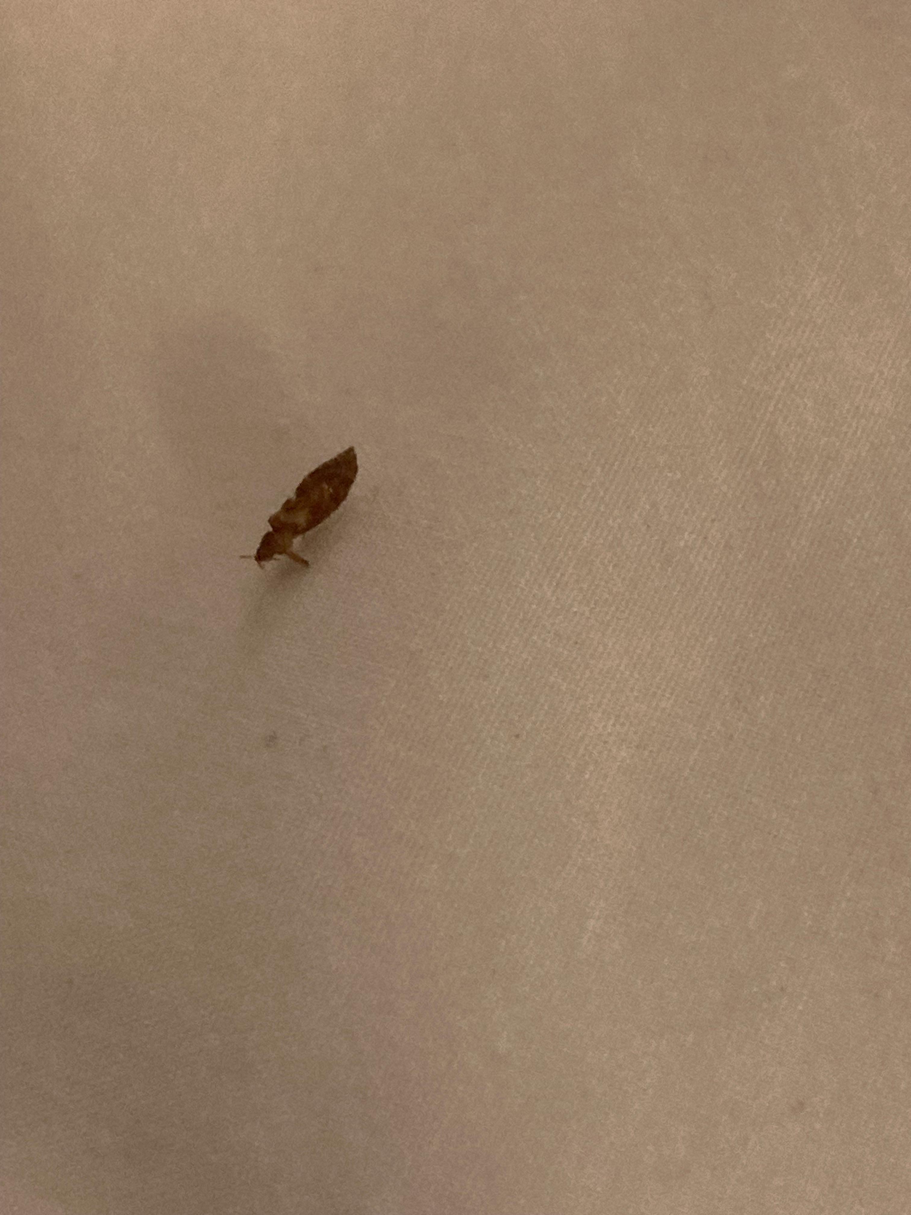 Bed bug