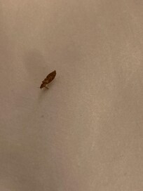 Bed bug