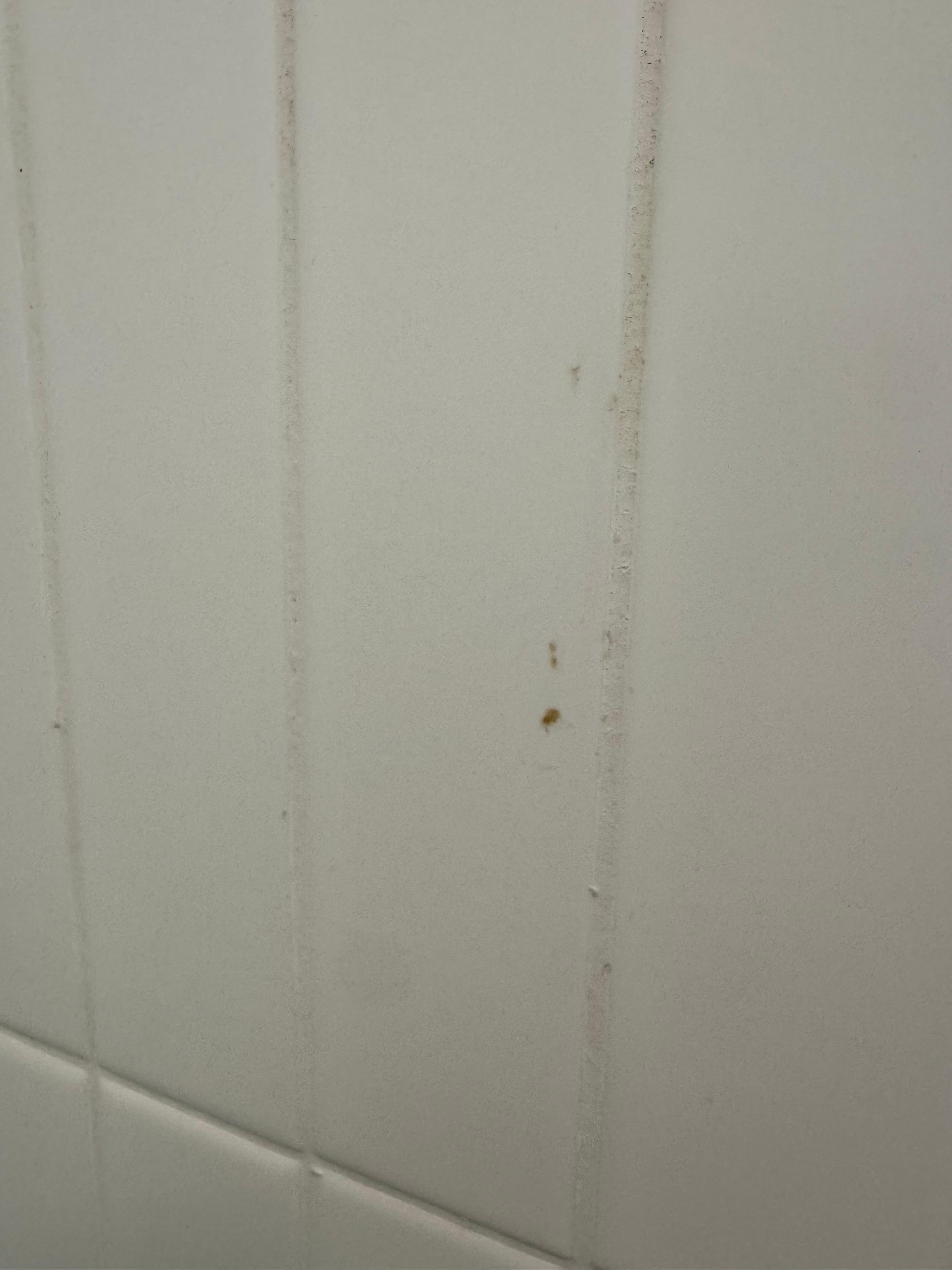 This was stuck to the shower wall. Looks like  ear wax.