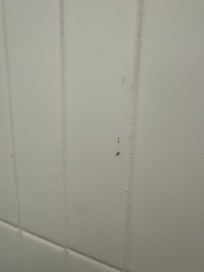 This was stuck to the shower wall. Looks like ear wax.