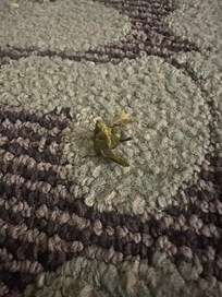 Stepped on barefoot- middle of room