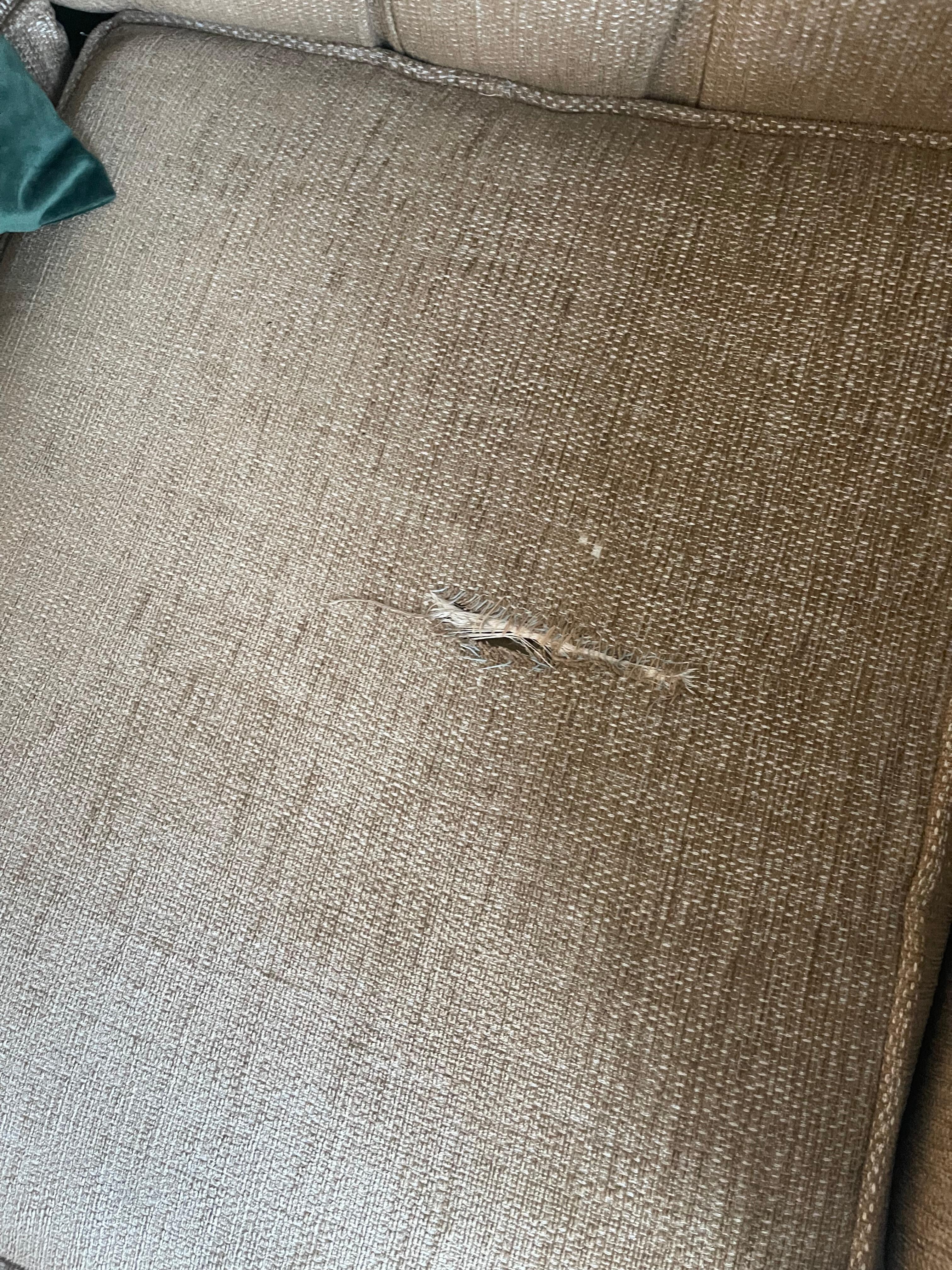 Ripped sofa cushions