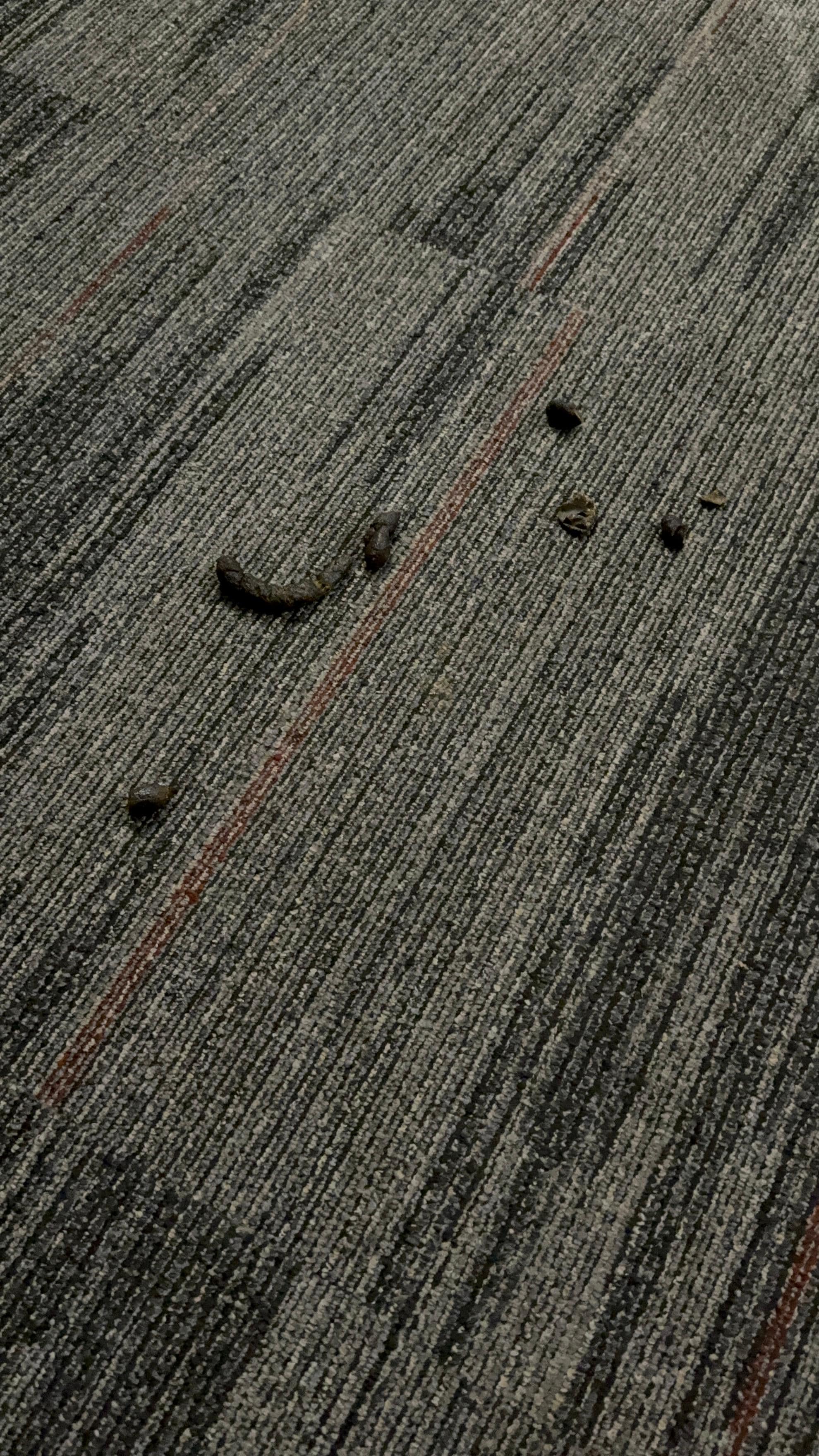 Dogs Poop in the hallway 