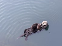 Sea Otter viewed from a dock in Morro Bay