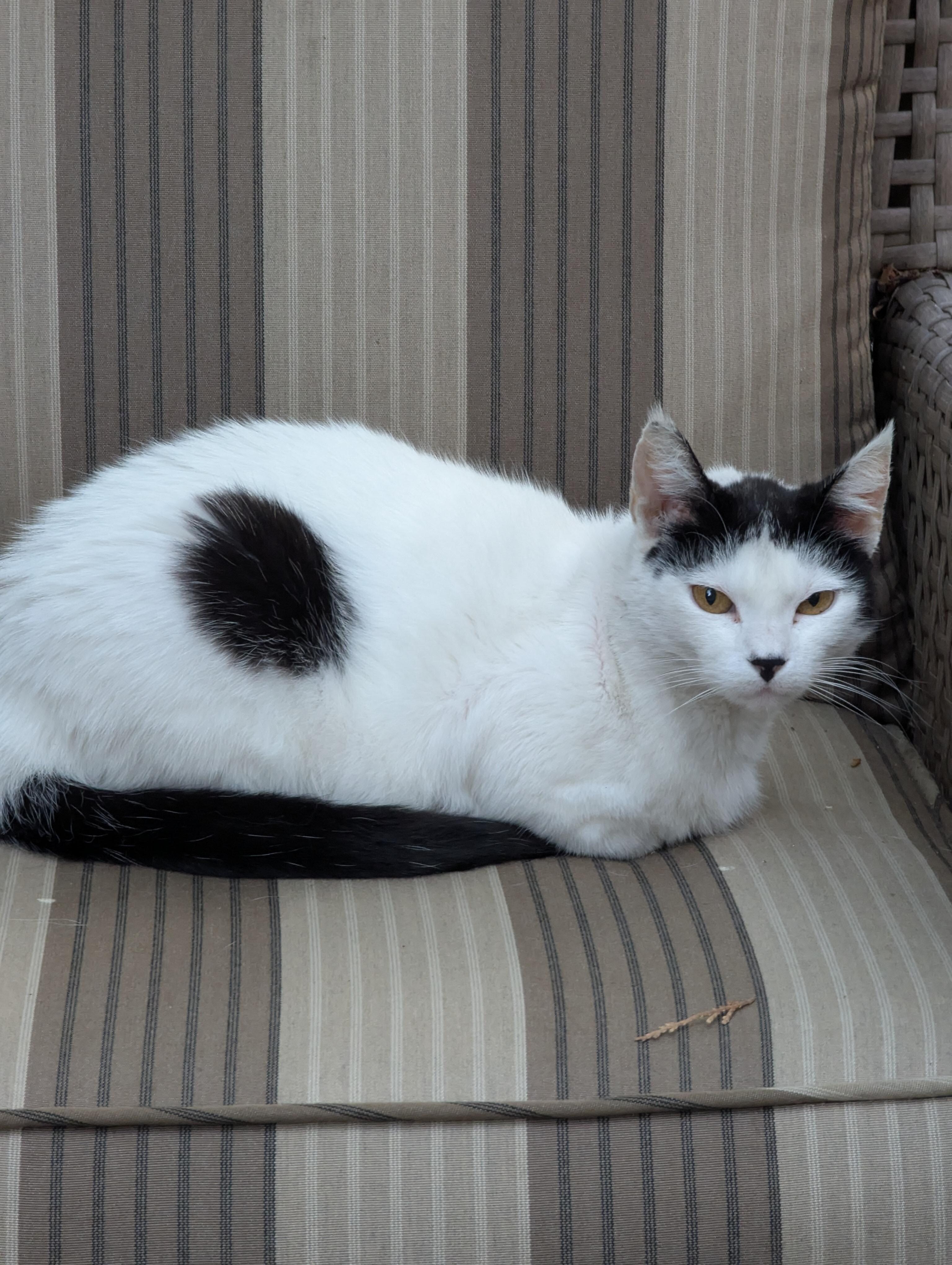 Bullseye the sweet outdoor kitty that likes treats.