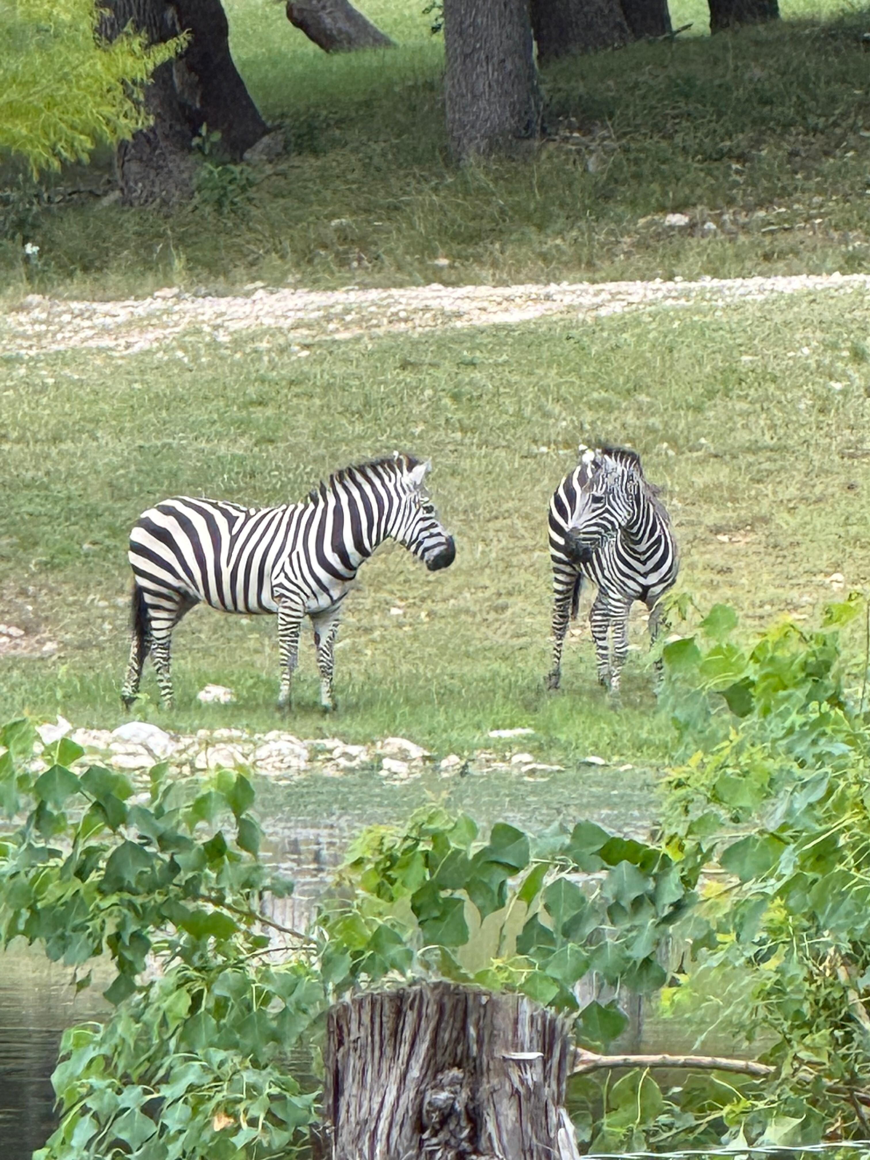 Zebra running around