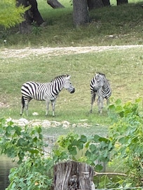Zebra running around