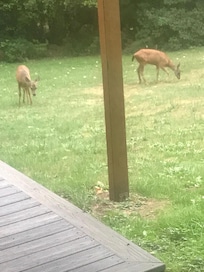 Deer in backyard