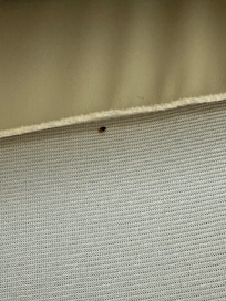 1 of 2 bed bugs found on the covering of the bottom mattress at the foot of the bed.