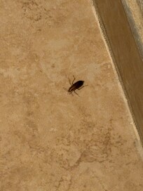 Cockroach 3
