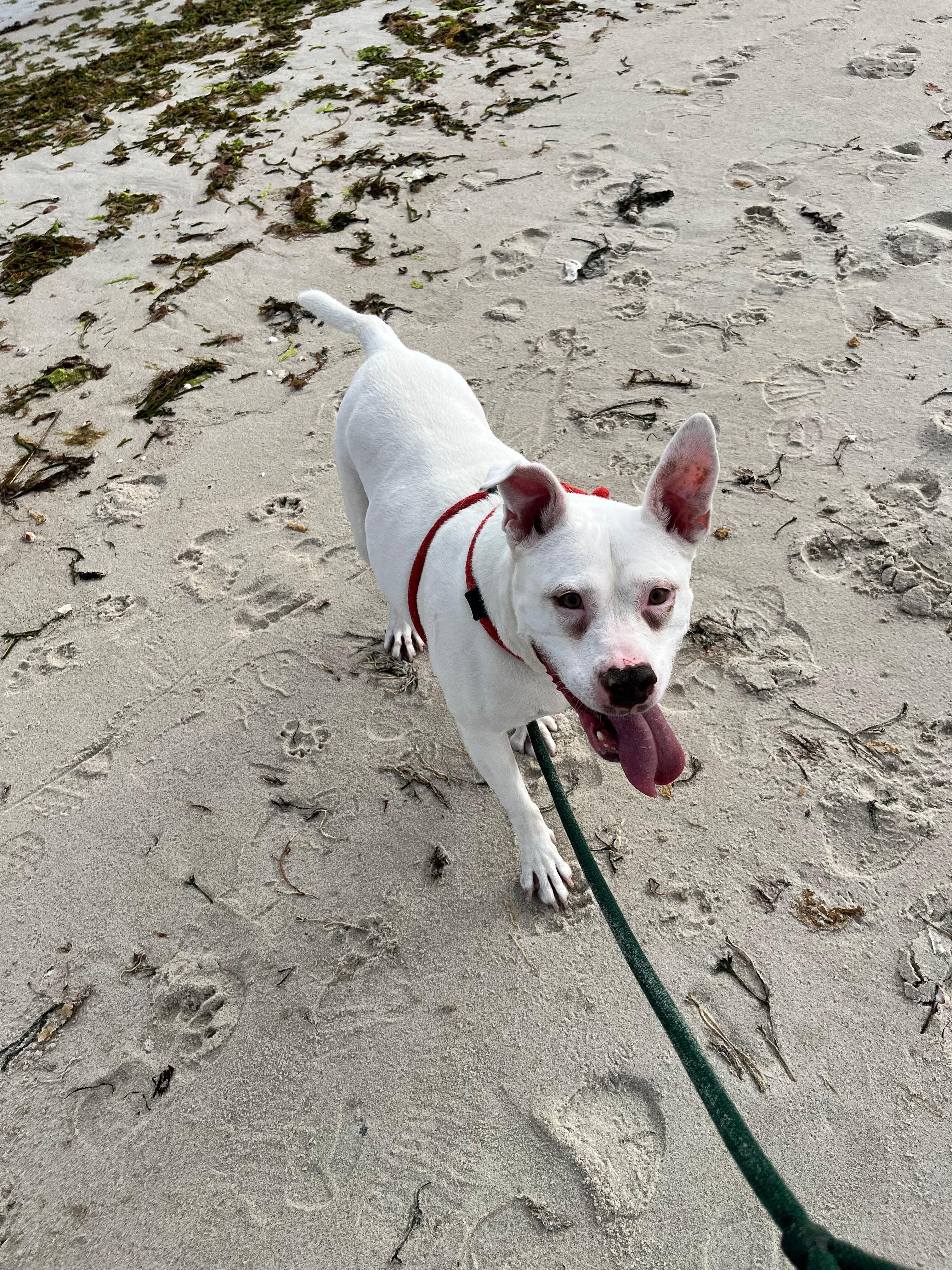 Beaching it!