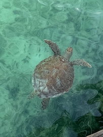 Greeted by sea turtles at the Dream’n villa dock!