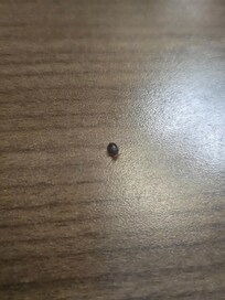 Large bed bug