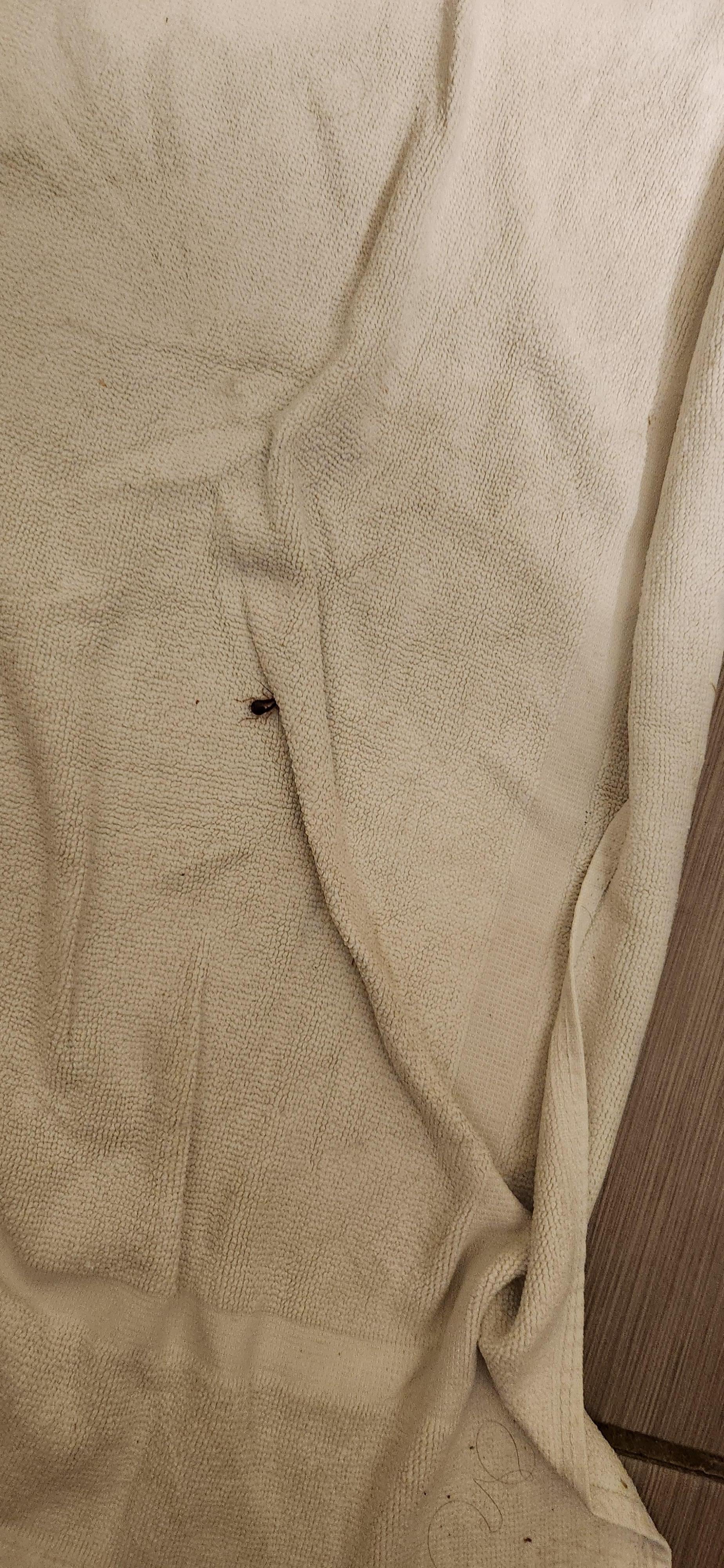 Cockroach located outside the shower area.