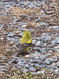 Feathered friends