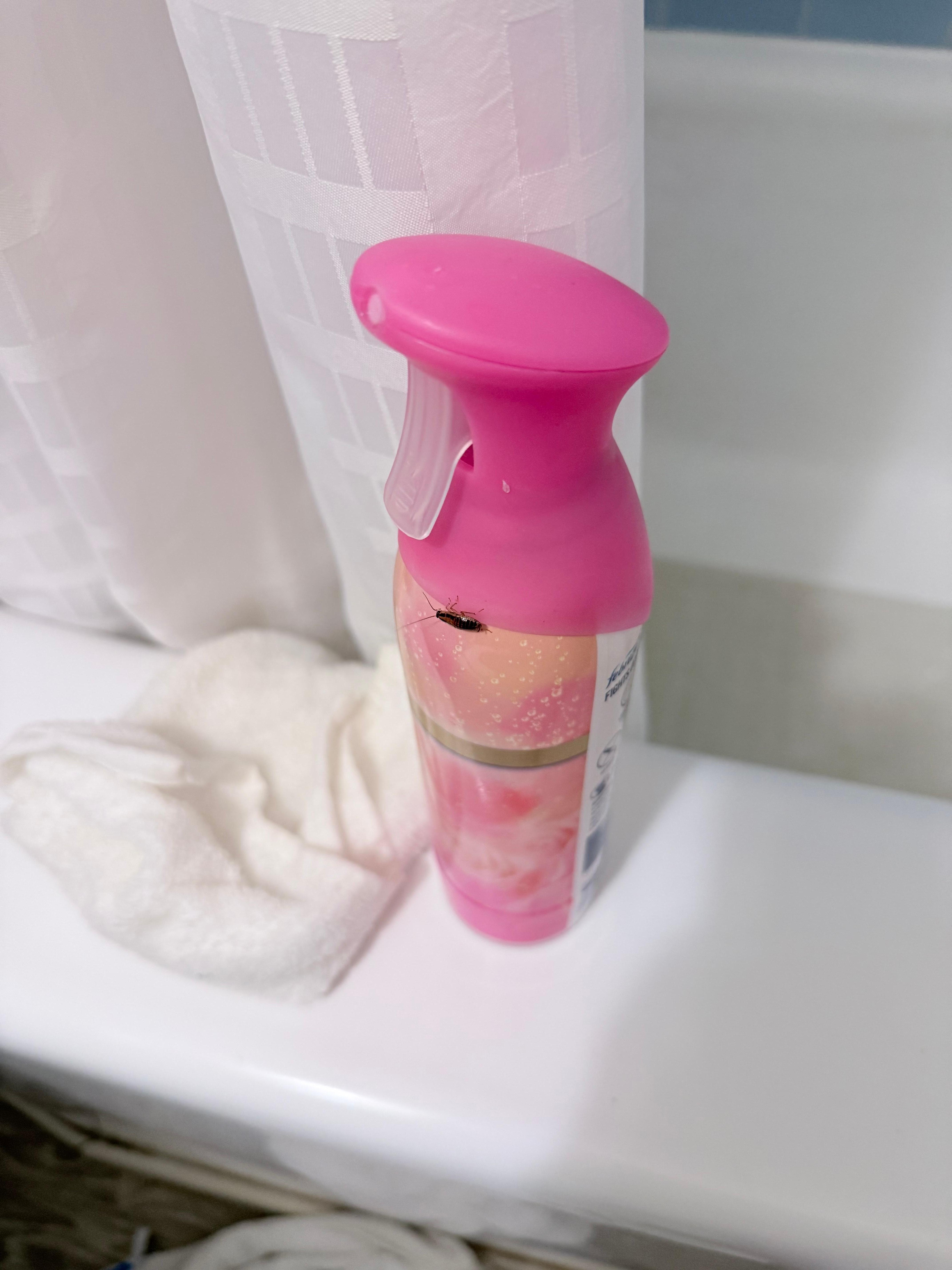 Cucarachas y olor a orina en el Baño y la carpets de la habitación 