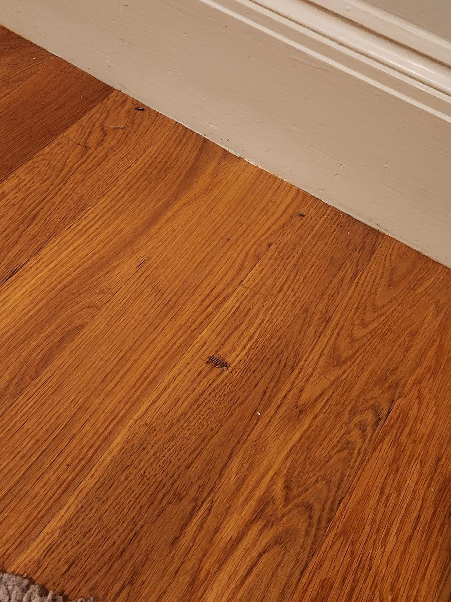 Bugs on the floor