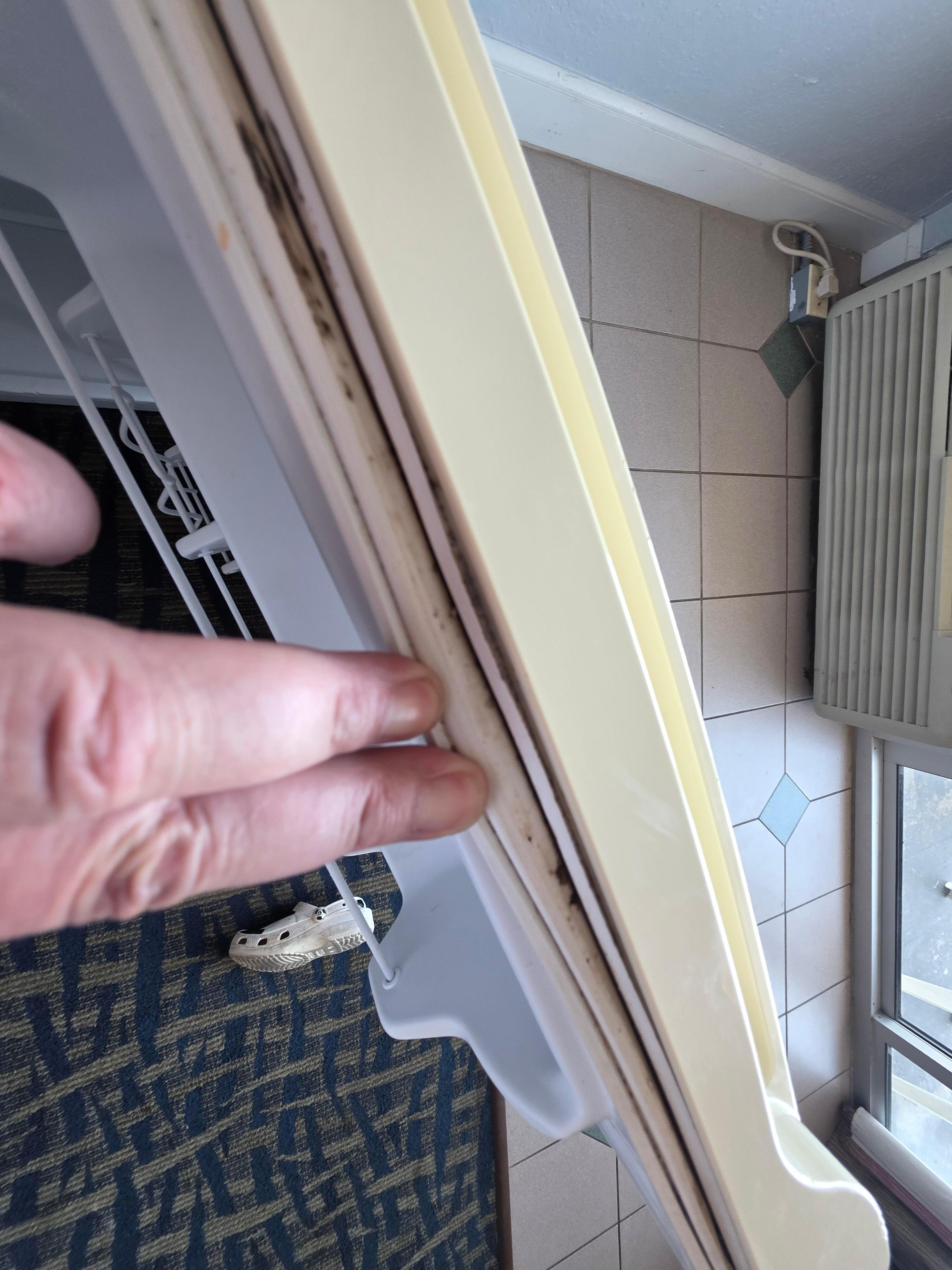 Mold in refrigerator seal