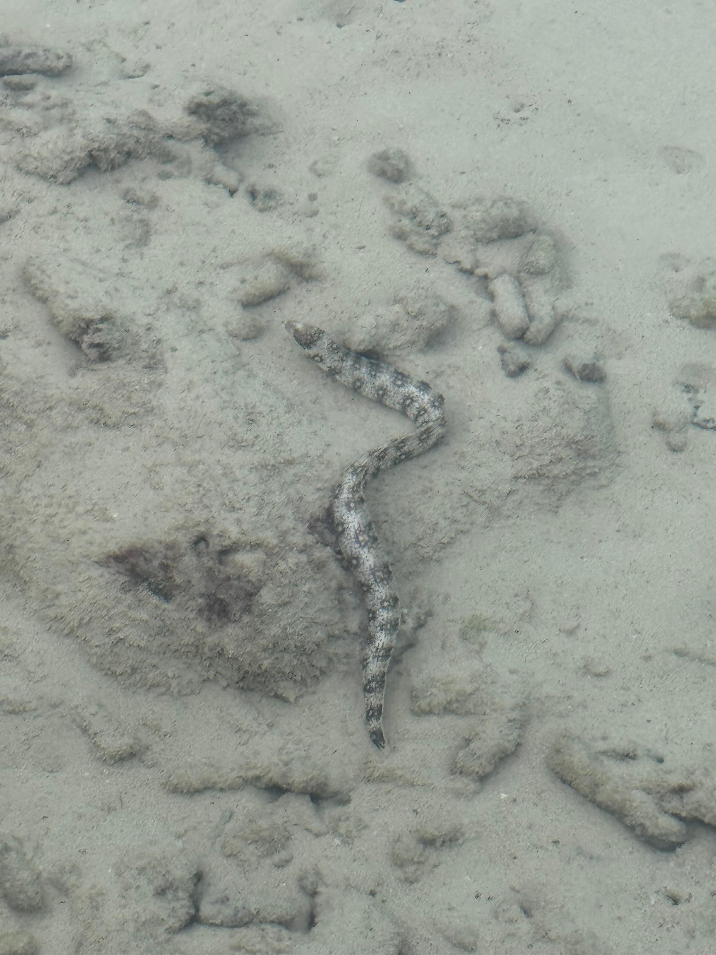 Rock pool eel