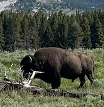 Diesen Bison haben wir gleich am 1. Tag im Park gesehen