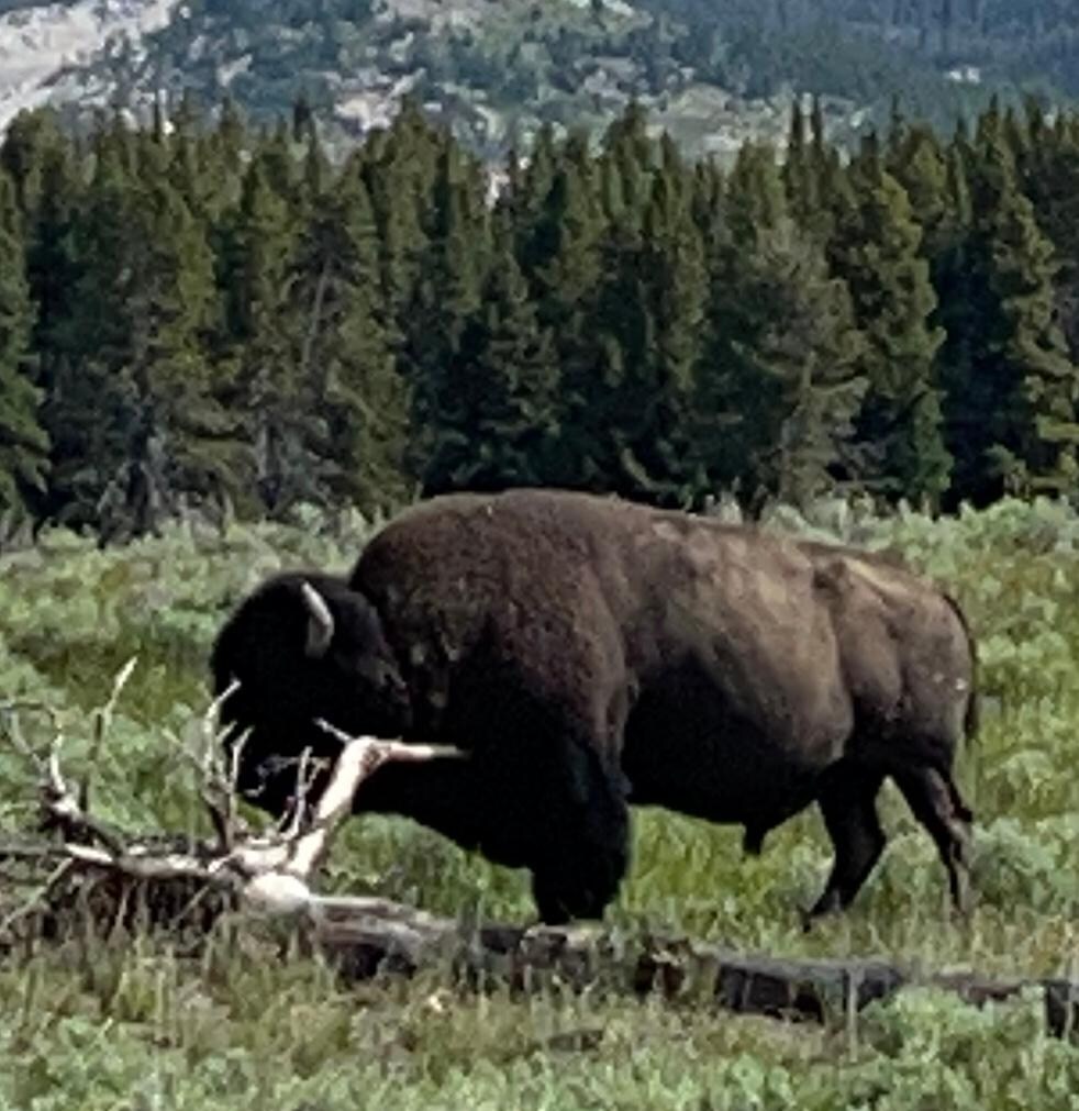 Diesen Bison haben wir gleich am 1. Tag im Park gesehen 