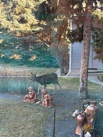 Deer in the front yard.