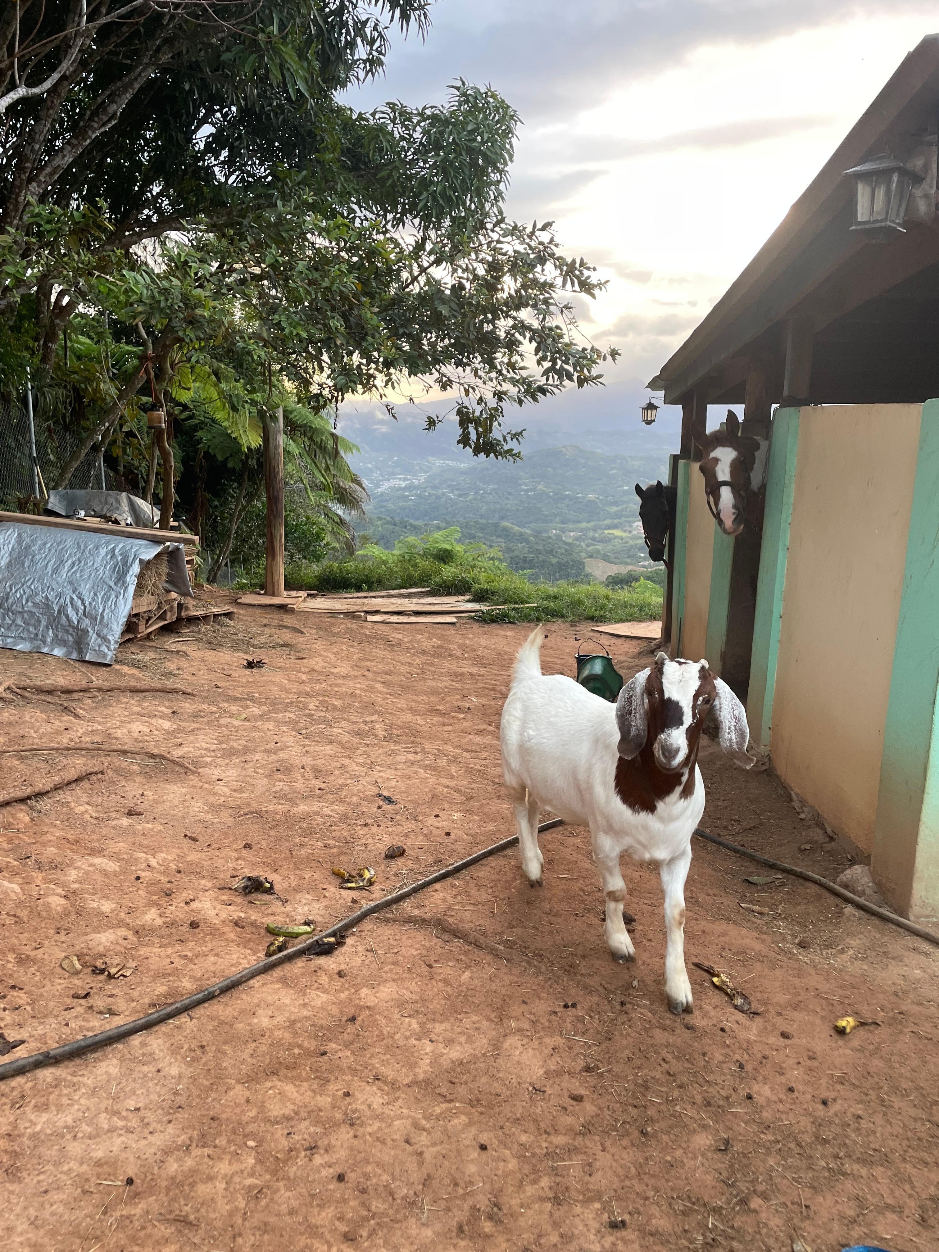 Goat on property 