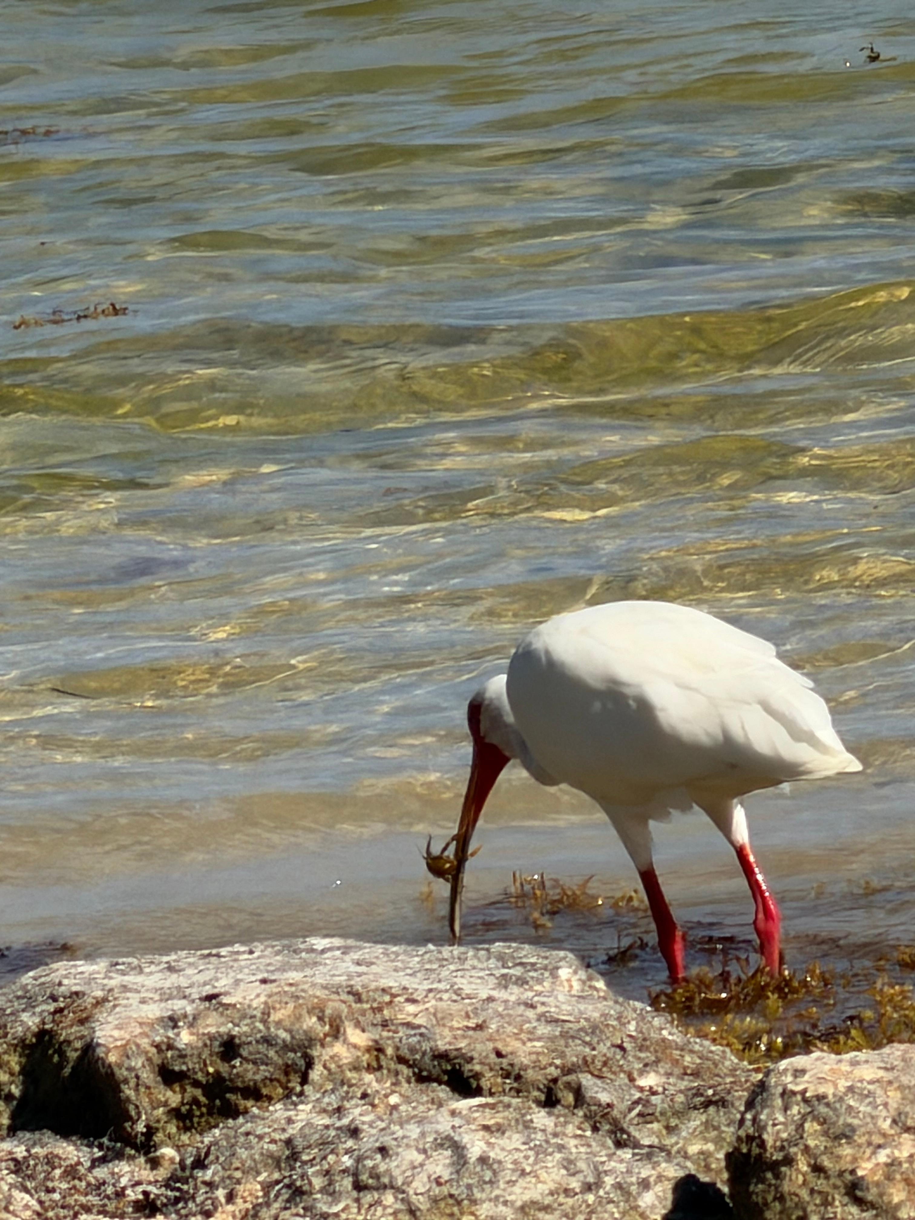 Ibis having crab for dinner