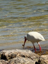 Ibis having crab for dinner