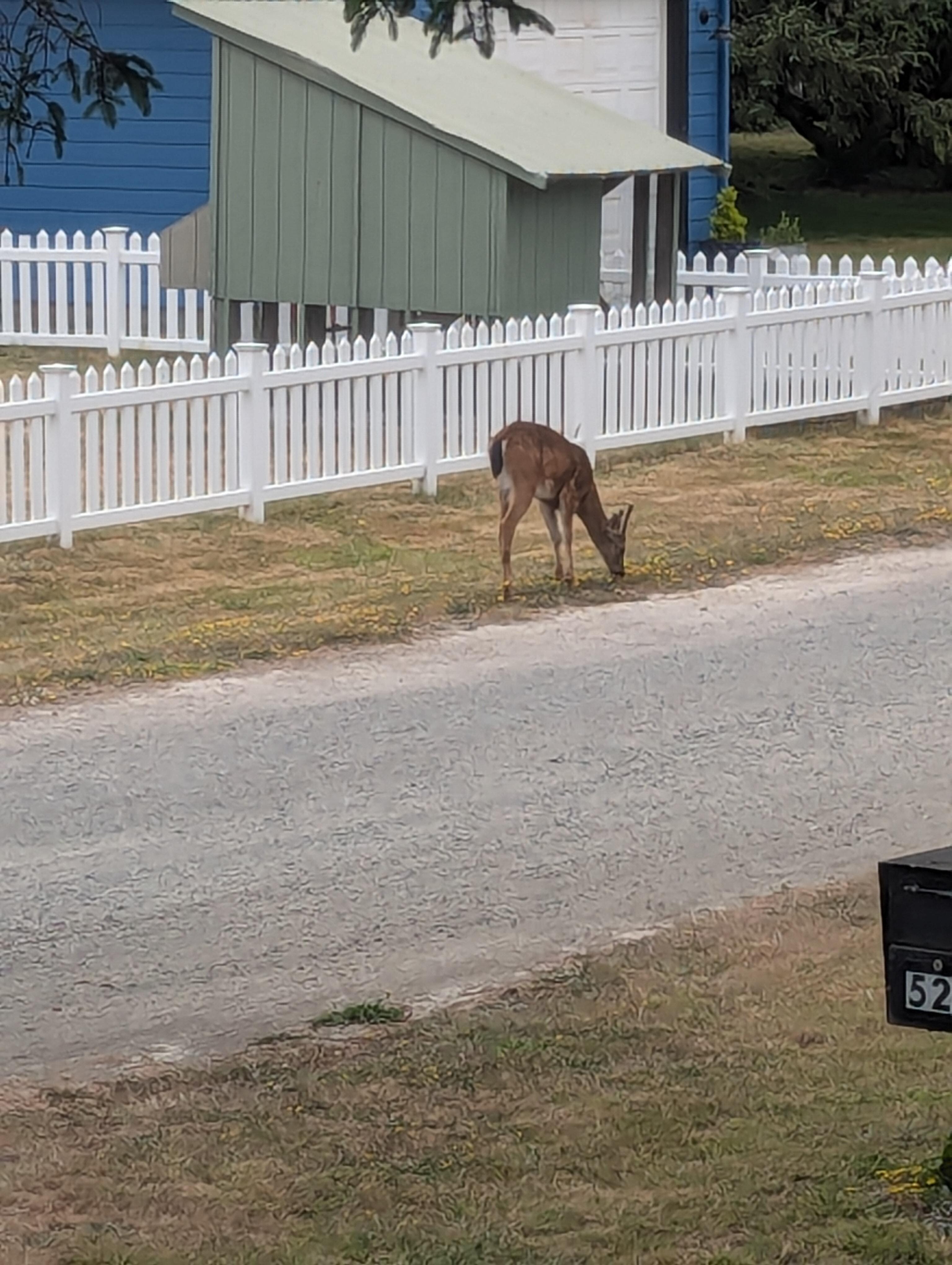 Deer in neighborhood 