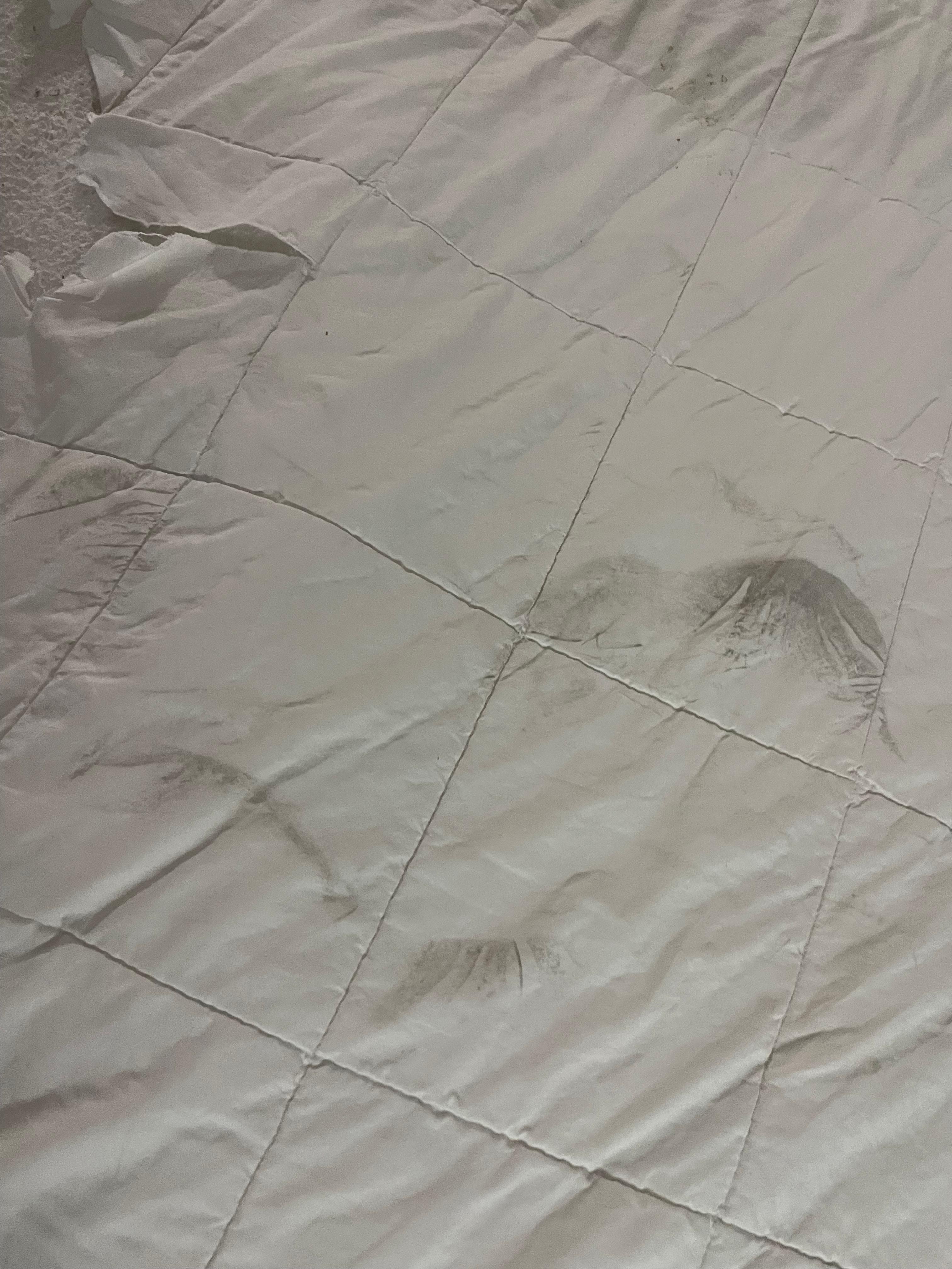 Ripped up in an additional footprint two of them