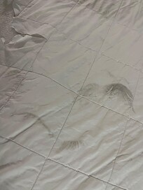 Ripped up in an additional footprint two of them