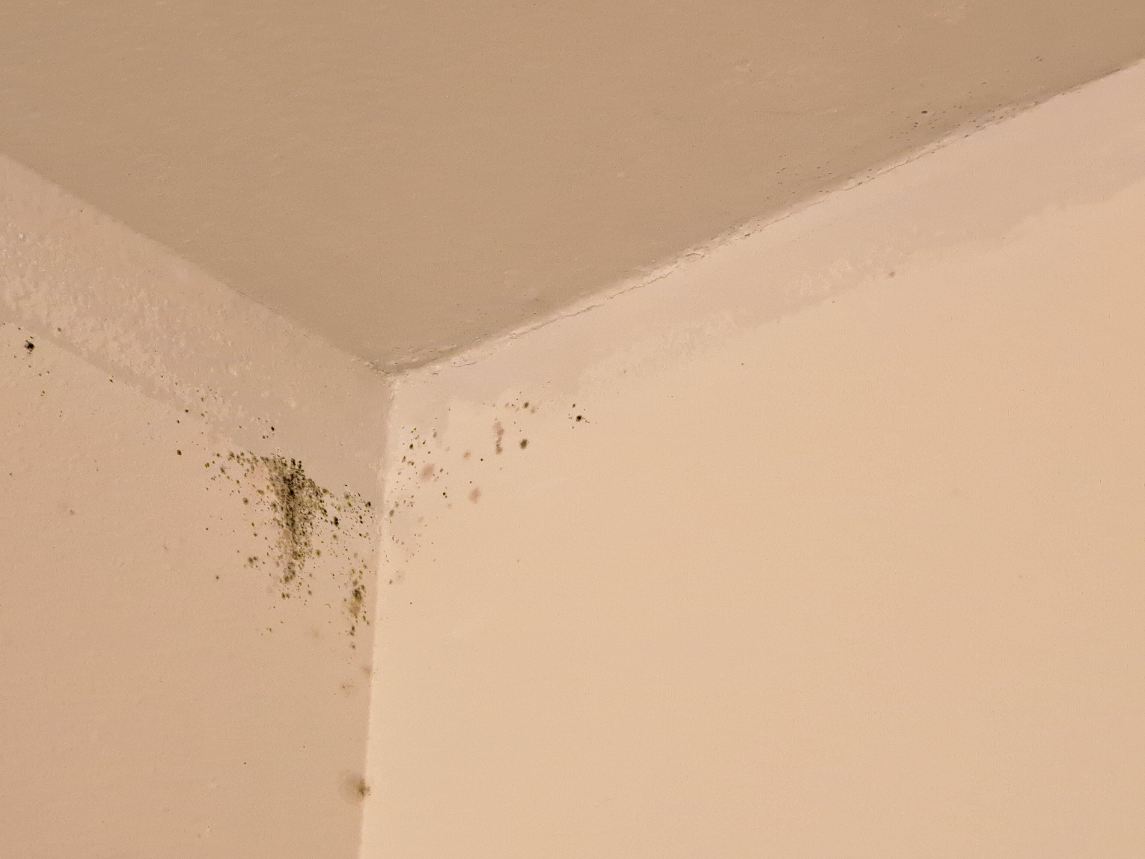 Mold in shower 