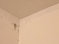Mold in shower