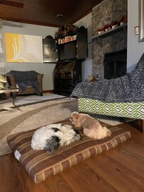 Dogs relaxing in loving room