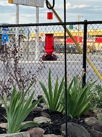 Love me some hummingbirds