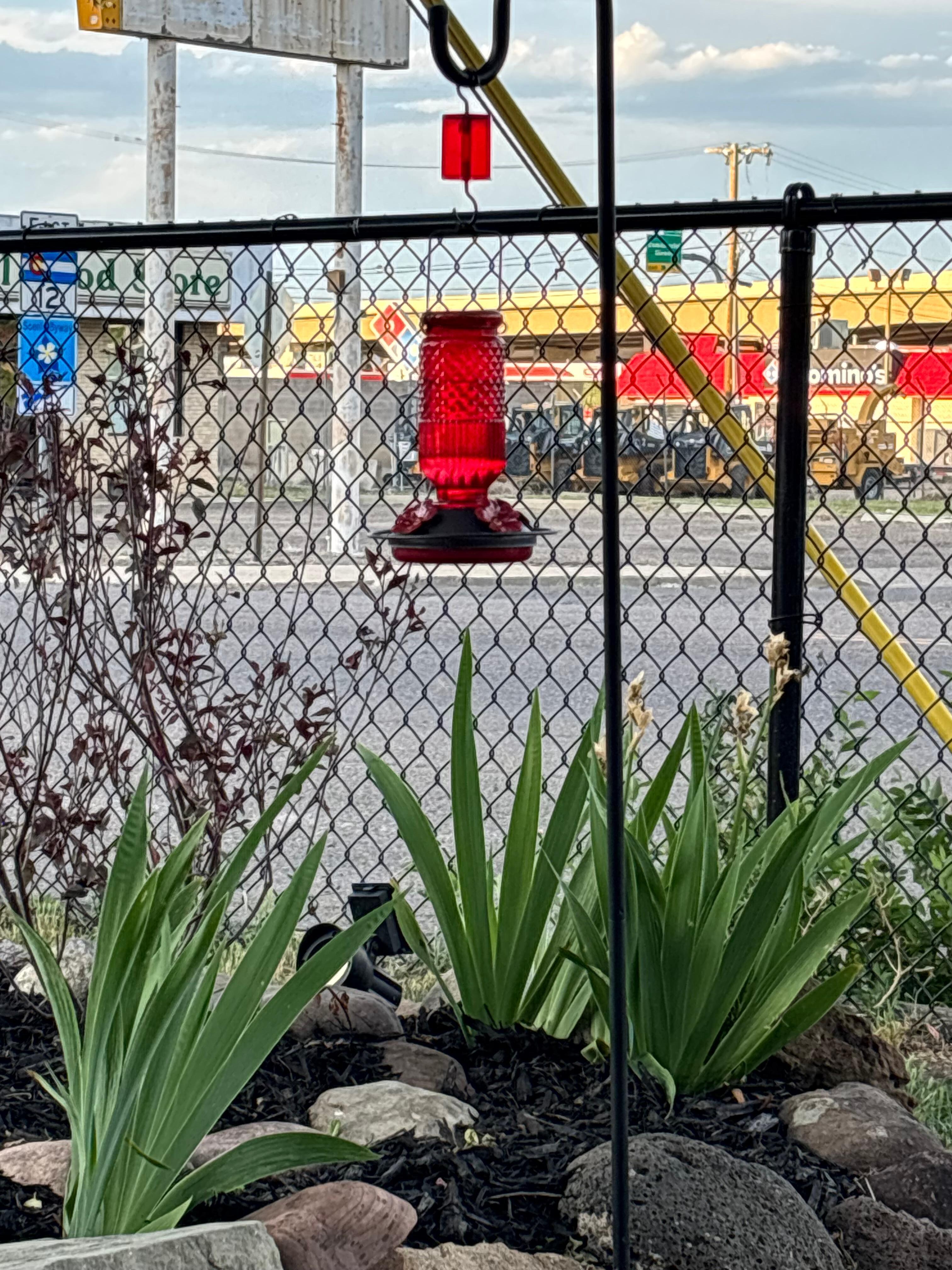Love me some hummingbirds 