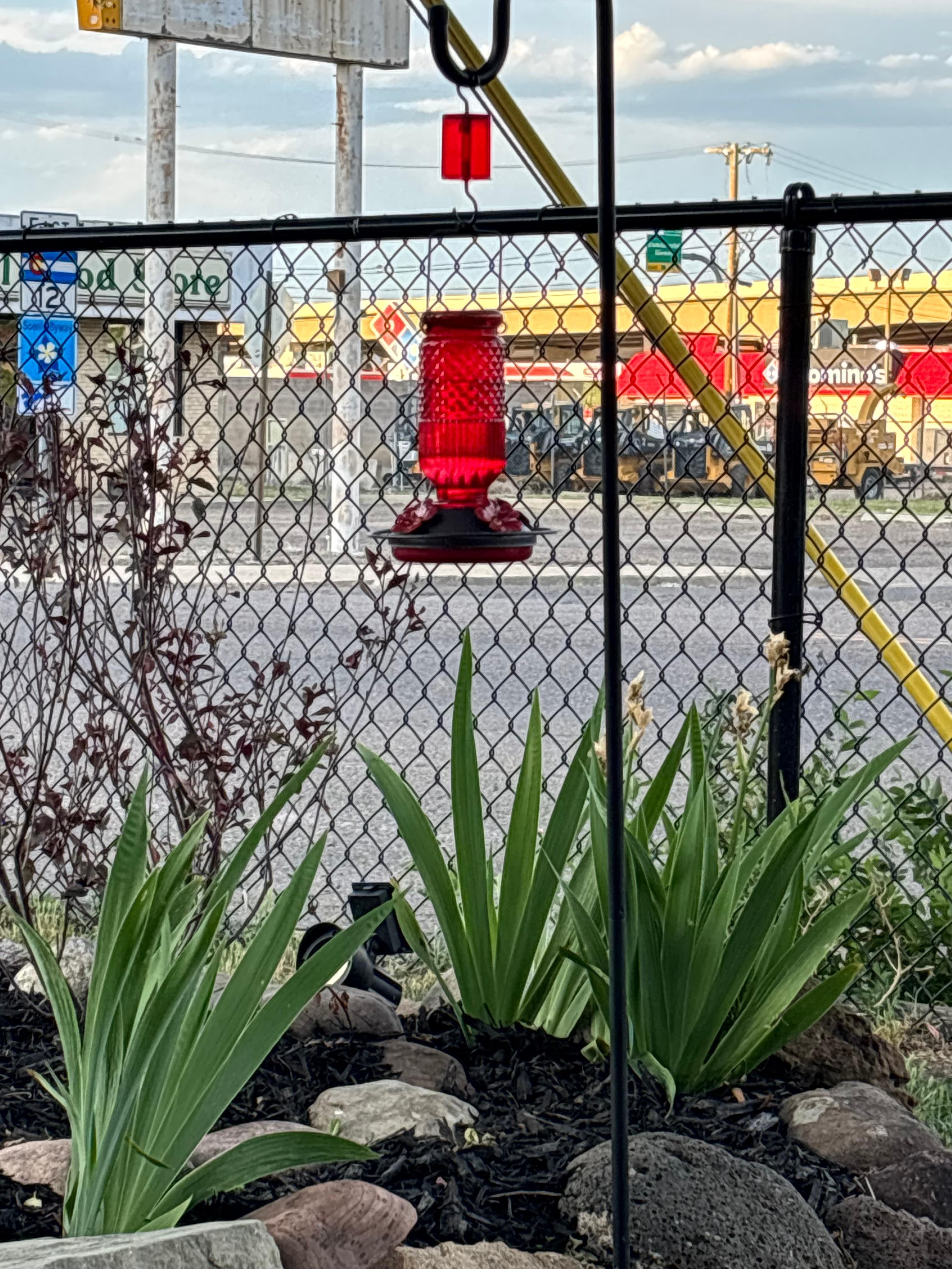 Love me some hummingbirds