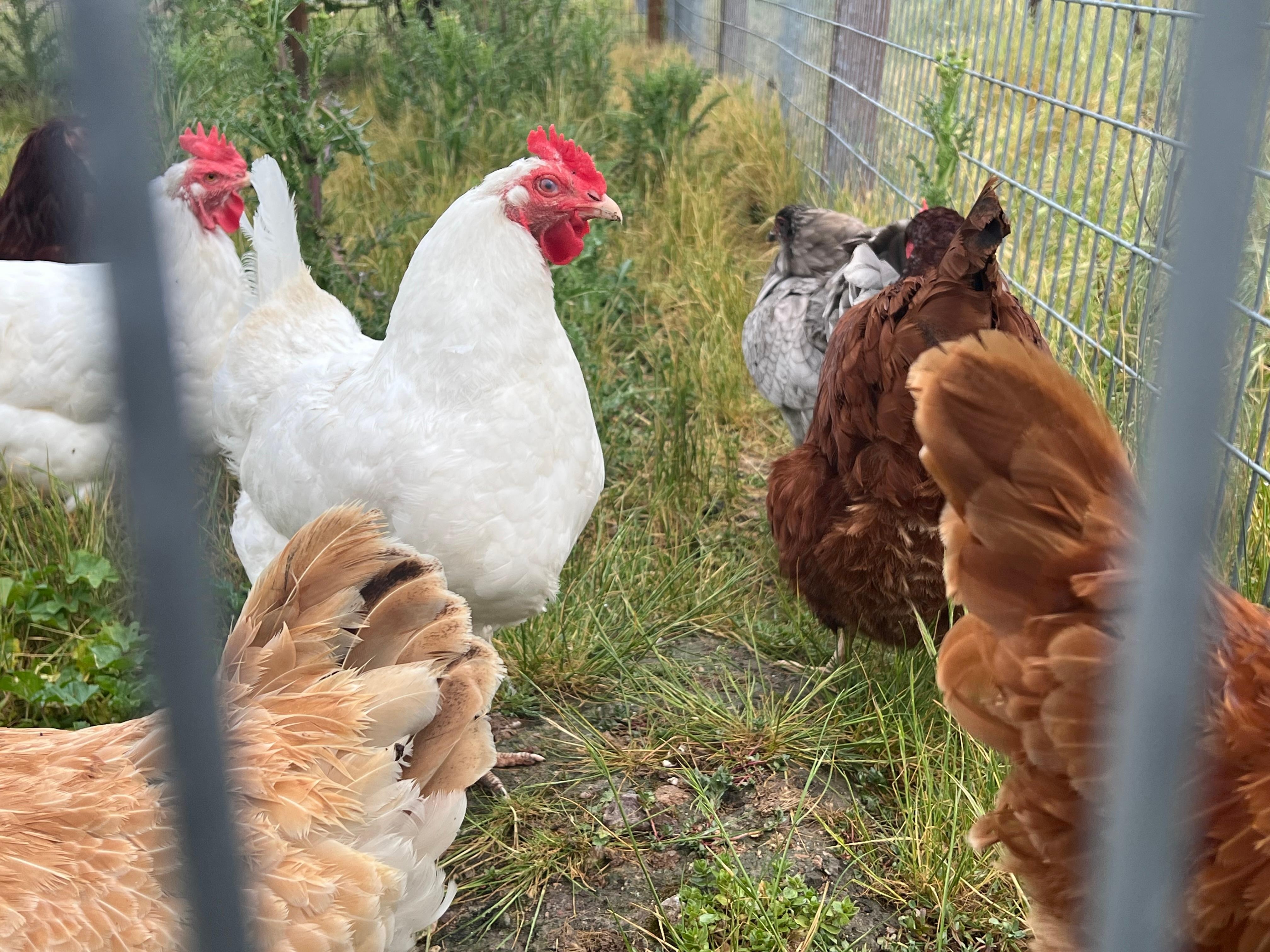 Chickens right out the front door!
