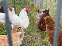 Chickens right out the front door!