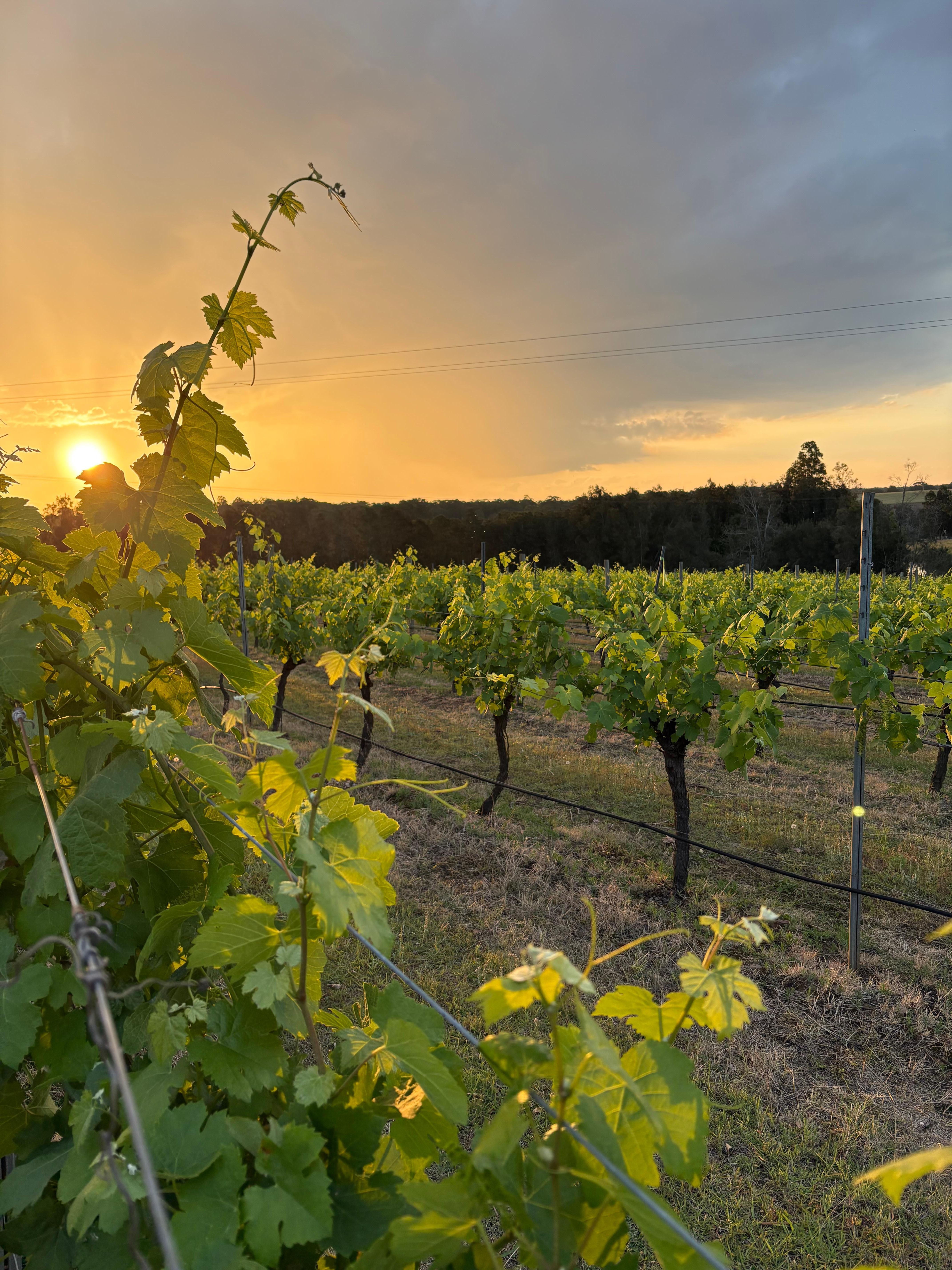 Overlooking the vineyard 