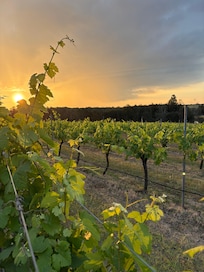Overlooking the vineyard