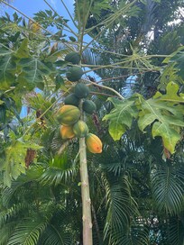 Papaya tree in the backyard