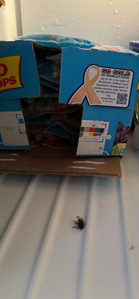 fly in freezer ice pops etc