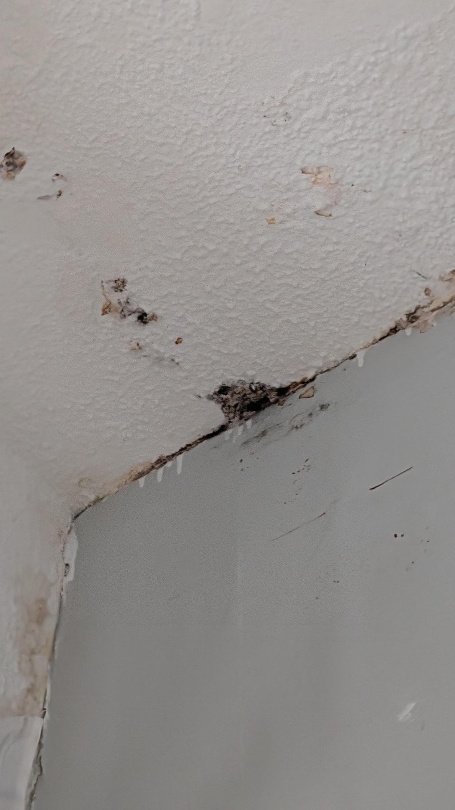 Mold bedroom