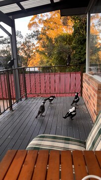 Magpie teenagers having breakfast