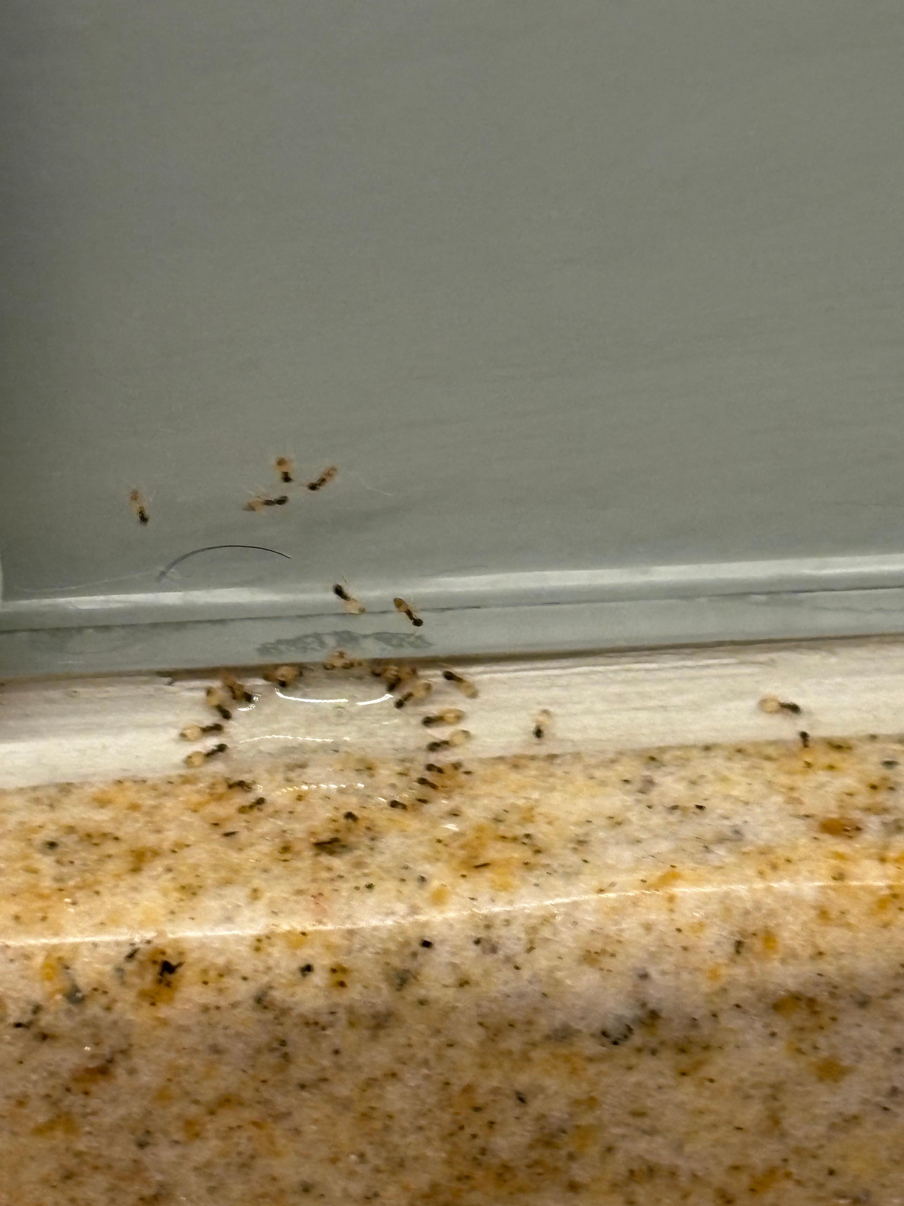 Sugar ant infestation first 4 days