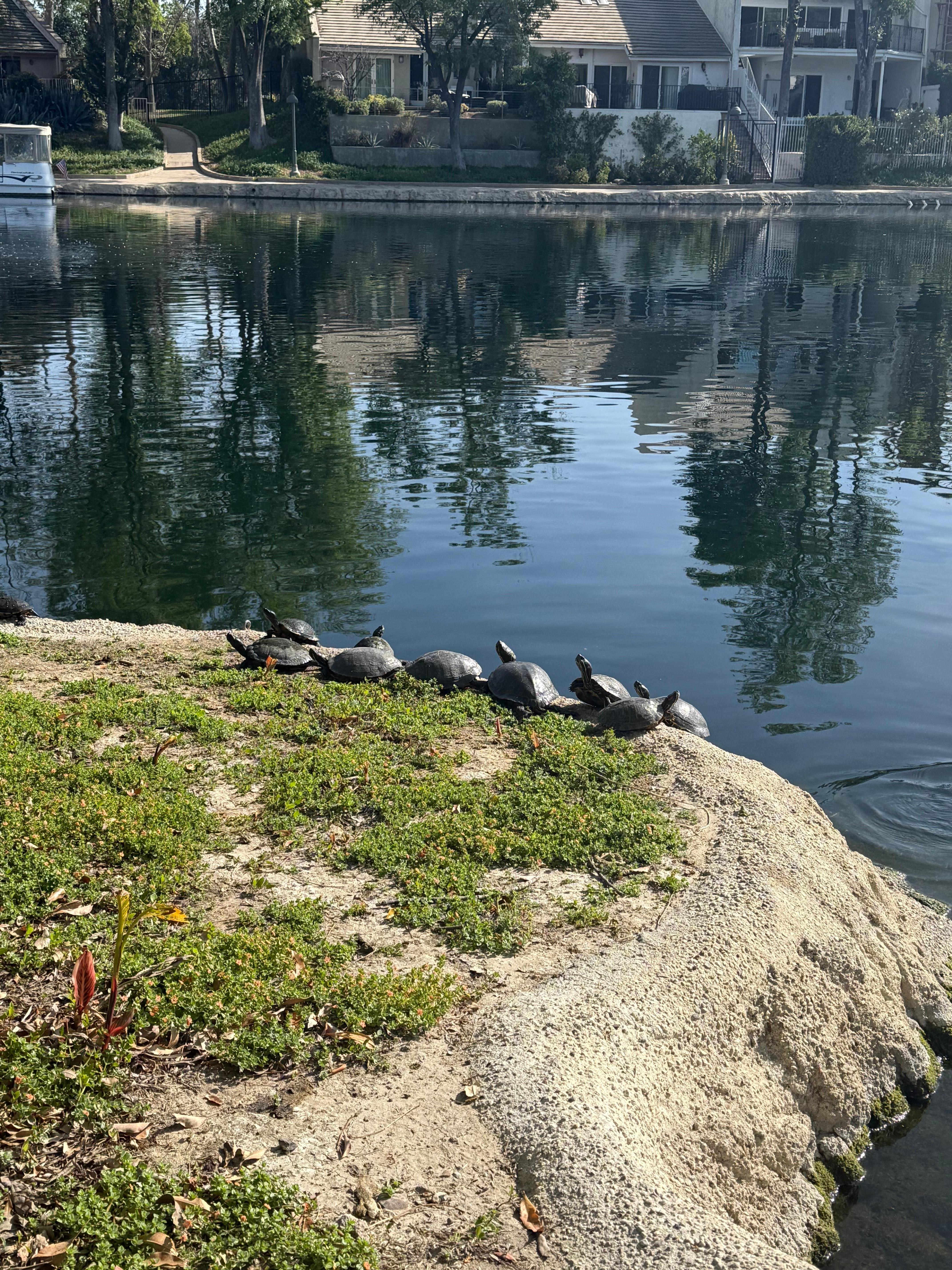 Turtles enjoying the sun at the Calabasas lake. 